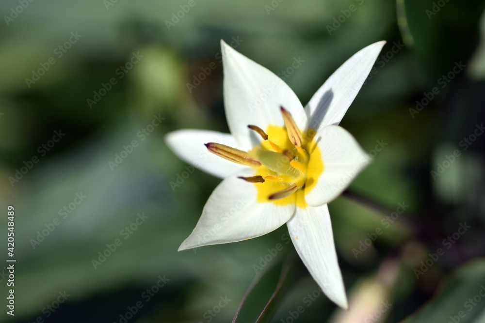 Fototapeta premium Wild tulip flowers in spring