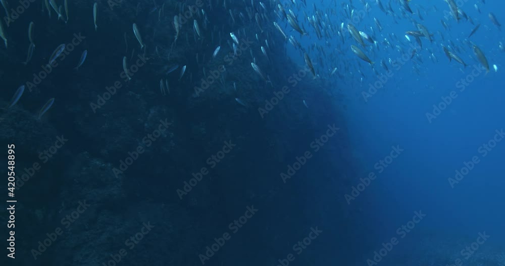 School of fish (Mediterranean horse mackerel), Port-Cros, Mediterranean sea, France. School of fish (Mediterranean horse mackerel), Port-Cros, Mediterranean sea, France.