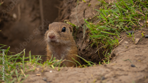 The little ground squirrel peeks out of its burrow
