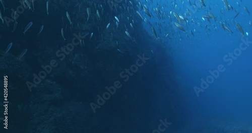 School of fish (Mediterranean horse mackerel), Port-Cros, Mediterranean sea, France.	 photo