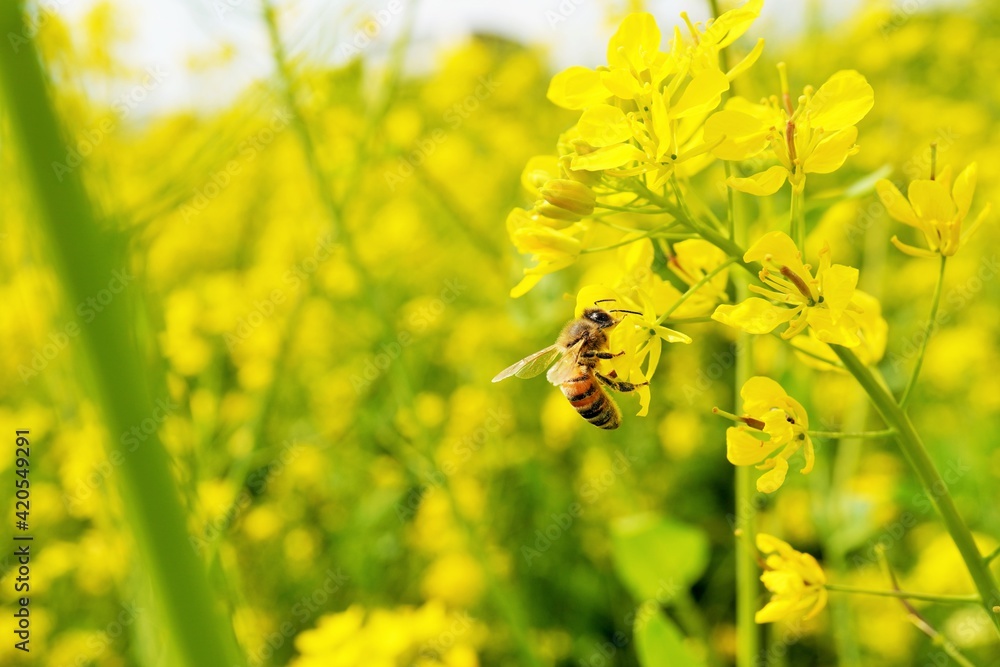 黄色の菜の花畑で蜜を集めるミツバチの接写 Stock Photo Adobe Stock 黄色の菜の花畑で蜜を集めるミツバチの接写 Stock Photo Adobe Stock