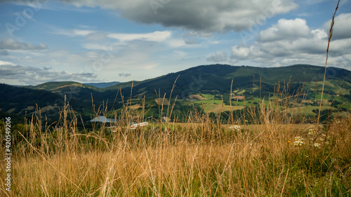 Grassy meadow in the middle of Slovakia.