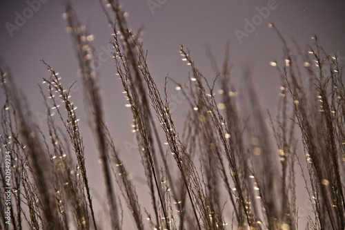 close-up of blades of grass in summer  illuminated by the sun.