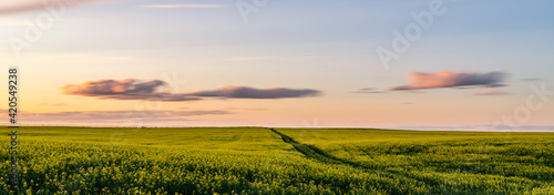 rapeseed field at sunset
