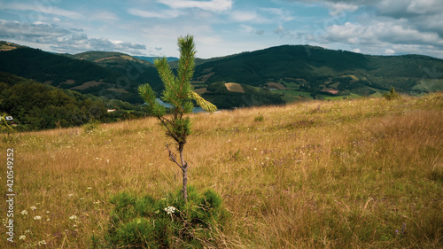 Grassy meadow in the middle of Slovakia.