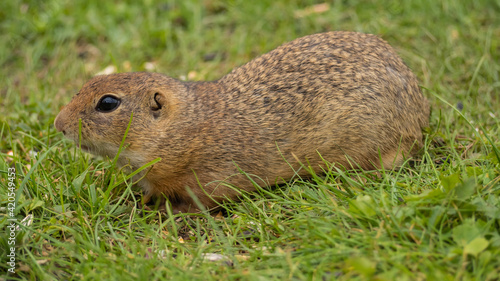 An adult ground squirrel walks across the grass
