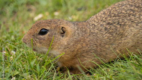An adult ground squirrel walks across the grass