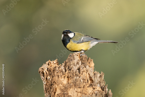 carbonero común posado en un tronco(Parus major)