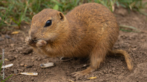 An adult ground squirrel eating a sunflower seed on the ground
