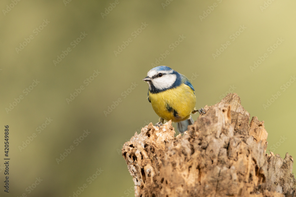 herrerillo común posado en un tronco de árbol (Cyanistes caeruleus) herrerillo común posado en un tronco de árbol (Cyanistes caeruleus)