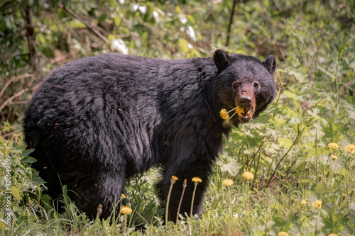 Dandelions and Bear
