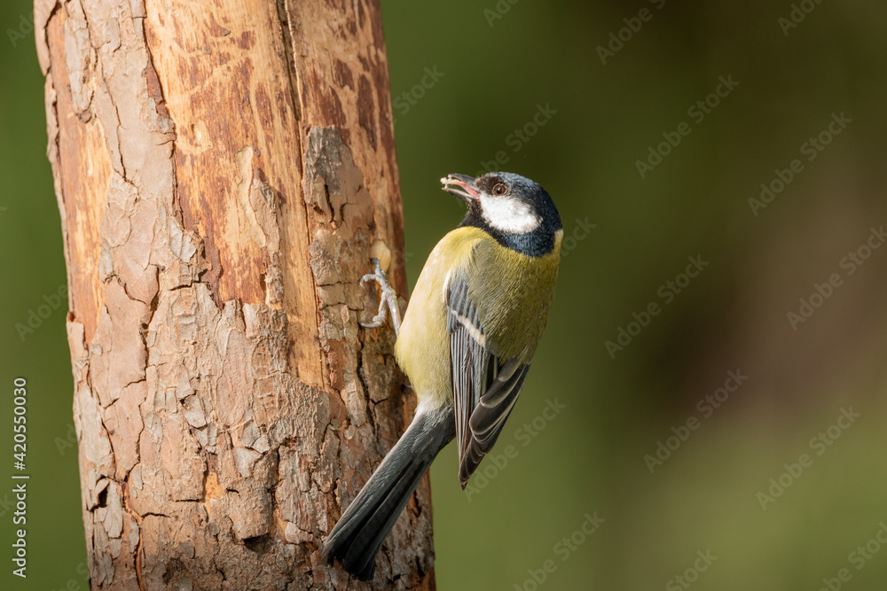 Naklejka premium carbonero común posado en un tronco (Parus major)