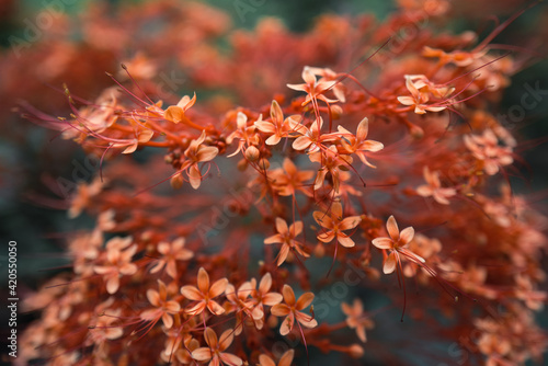 Clerodendrum japonicum flower