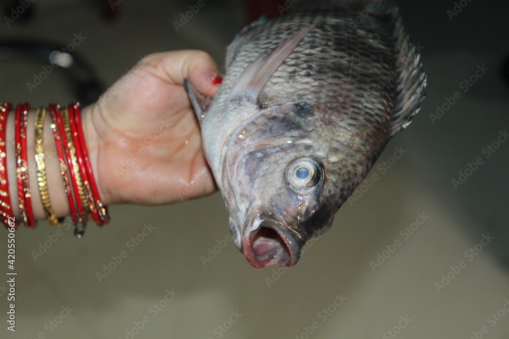 Tilapia fish in hand tilapia fish culture in biofloc tank in India Asian countries Stock Photo