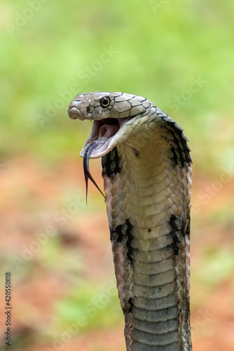Angry king cobra in attack position,King cobra snake closeup