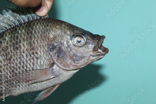 Tilapia fish in hand tilapia fish culture in biofloc tank in India Asian countries