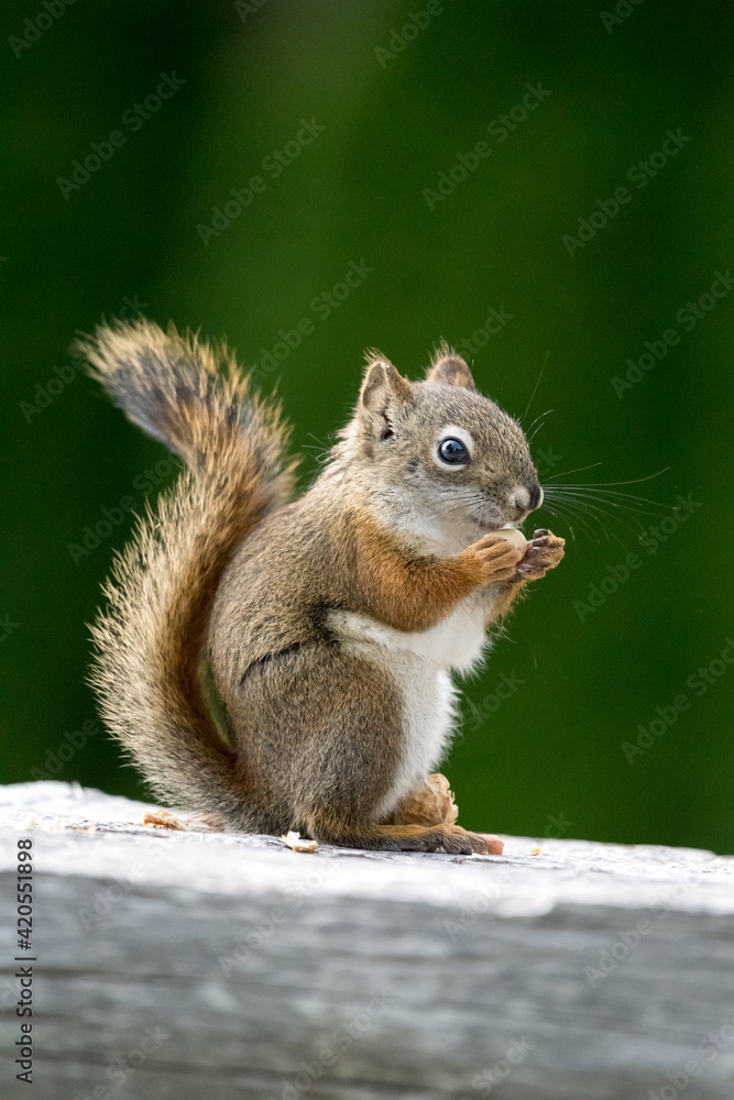 American Red Squirrel