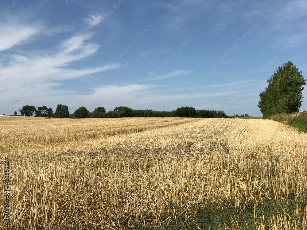 Scenic rural cut wheat crop field with green forest background, blue sky  and distant hay bale