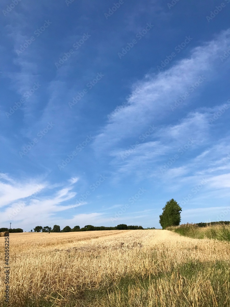 Vertical scenic landscape of cropped wheat field and vast blue sky and fading jet contrails 