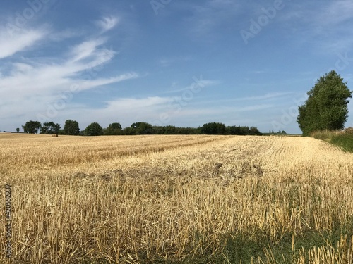 Scenic rural cut wheat crop field with green forest background  blue sky  and distant hay bale