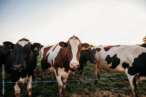 cows along a fence photo