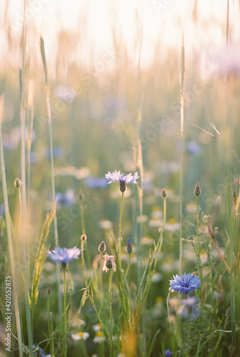 cornflower