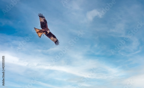 Red Kite (Milvus milvus) in flight over the shores of the Upper Zuruch Lake (Obersee), Switzerland. A threatened species making a strong comeback in Switzerland. photo