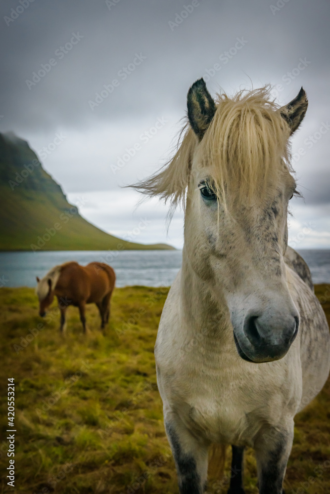 Obraz premium Icelandic Horses