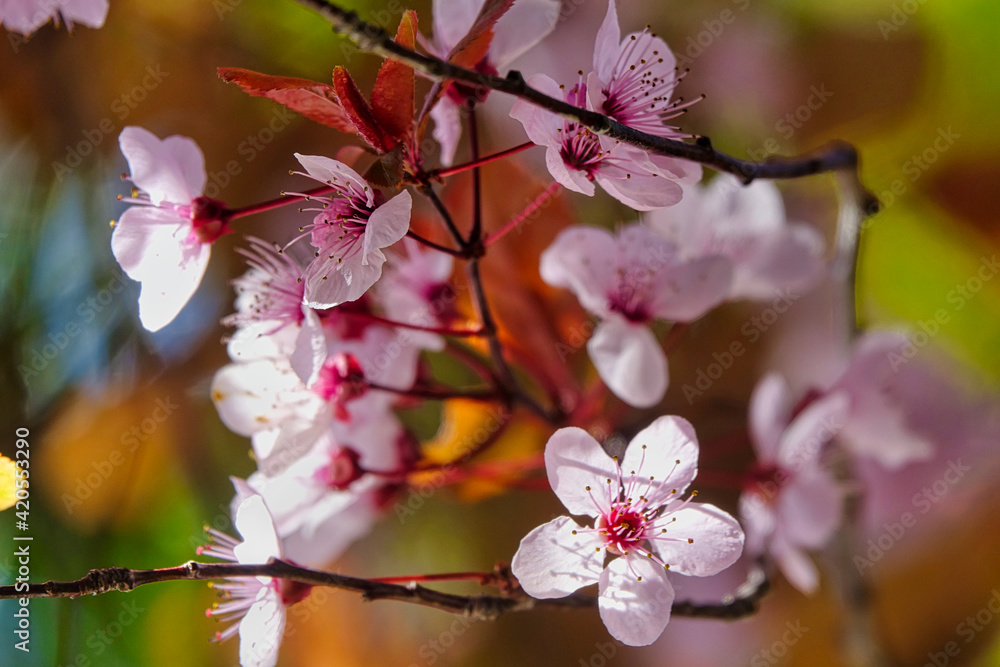 Small white and pink flowers on a tree branch between lights and shadows Small white and pink flowers on a tree branch between lights and shadows