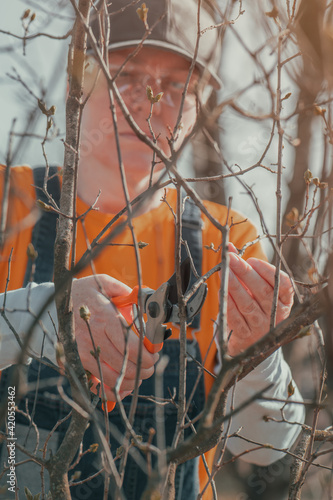 Female gardener cutting branches in cherry fruit orchard with pruning shears