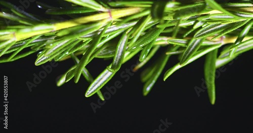 Green rosemary rotating. Herbal scented condiment. Herbs for aromatherapy and natural cosmetics. Close up video