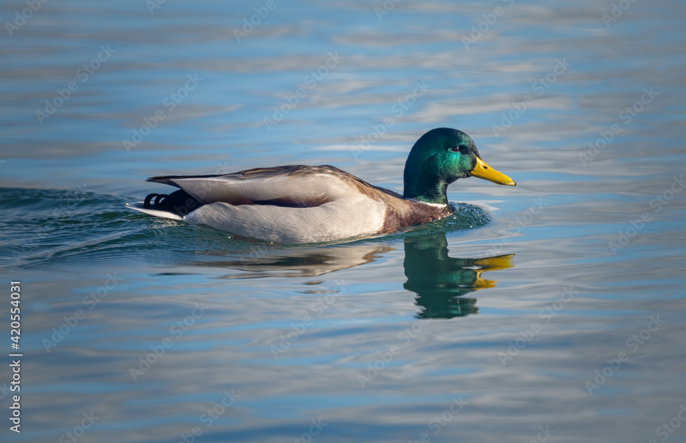 Fototapeta premium A male mallard duck swimming on the pristine waters of the Upper Zurich lake (Obersee), near Rapperswil, St. Gallent, Switzerland