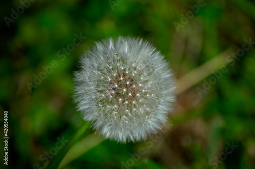 dandelion