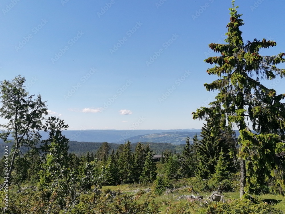 trees in the mountains with clear sky and nice view trees in the mountains with clear sky and nice view