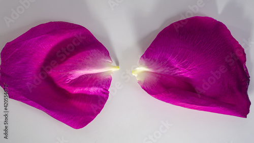 pair of red rose petals lie on a light background, close-up.