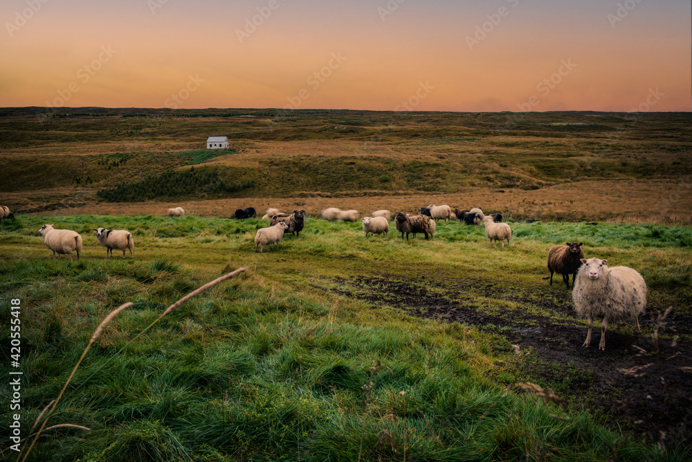 Obraz premium icelandic sheep