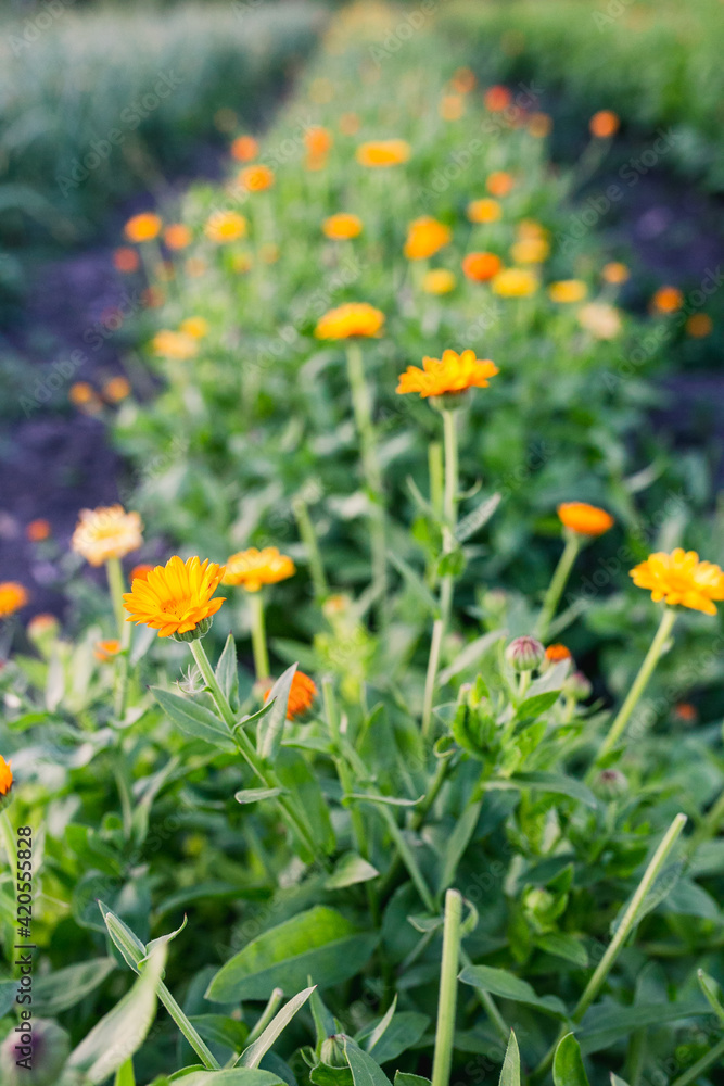 Flowers Flowers