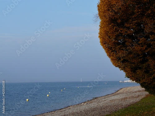 Seeufer mit herbstlich gefärbten Laubbaum photo