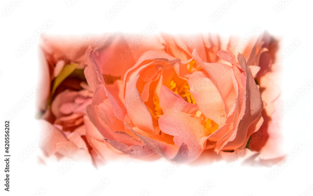 light orange fake rose flower top view closeup with white frame, colorful pattern background