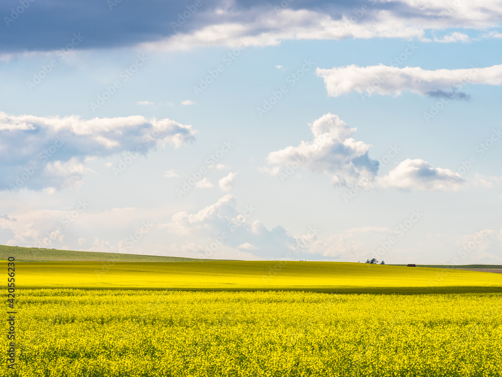 landscape with rapeseed field in summer landscape with rapeseed field in summer