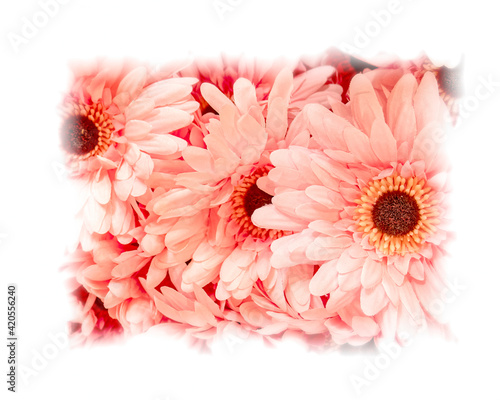 pink fake chrysanthemum flowers top view closeup with white frame, colorful background