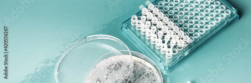 Fotografie Bacterial colonies for cloning of plasmid DNA