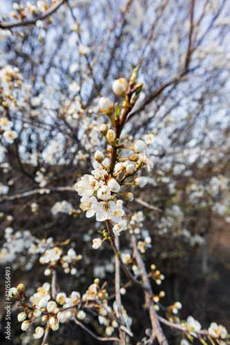 Photo representing the spring blossom © RADIN