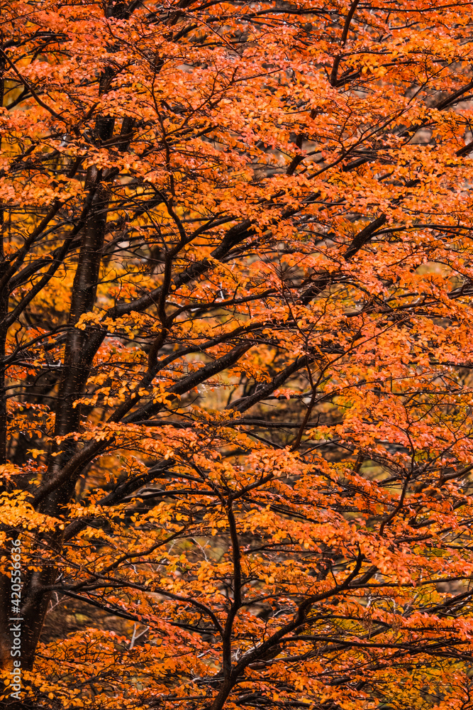 Orange Leaves In Autumn