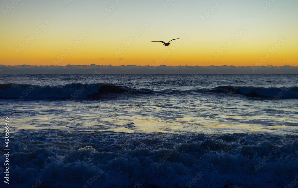 Sunrise at Beach with Seagull