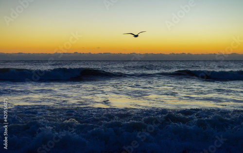 Sunrise at Beach with Seagull © Alexias