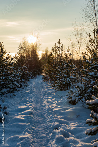 snow-covered spruce and hiking trail in winter