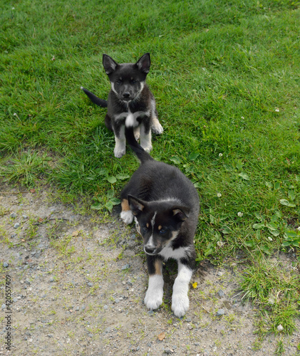 Dog Lapponian herder (Lapinporokoira or Lapp Reindeer dog or Lapsk Vallhund). Two little puppies on green grass photo
