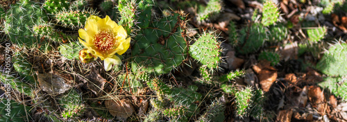 close up flower of cactus