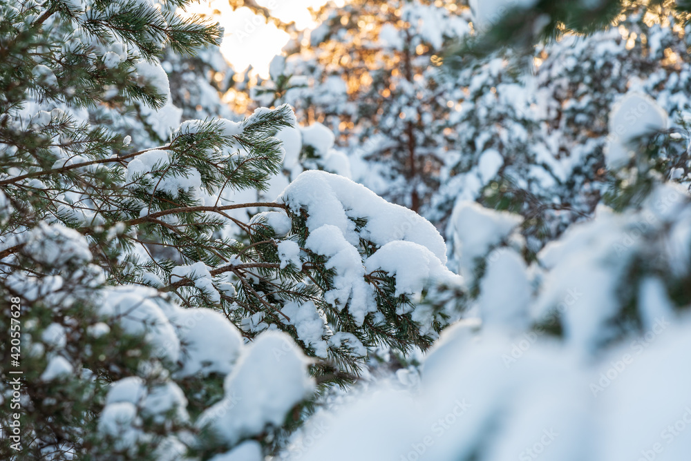 fine pine branches snowed with snow